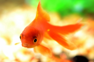 miniaturka konspektu Przemiana bohatera w baśni