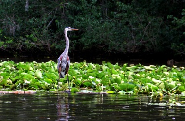 miniaturka konspektu Komunikacja w szkole. Praca z wierszem "Żuraw i czapla"
