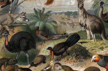miniaturka konspektu Zaczarowana walizeczka, cz.2  Zwierzęta lasów i zwierzęta z innych kontynentów 