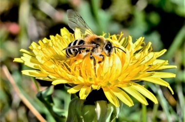 miniaturka konspektu Człowiek i pszczoły 