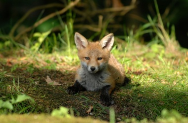 miniaturka konspektu Oswajanie Oswojonego, czyli "Dobrze widzi się tylko sercem" ("Mały Książę")