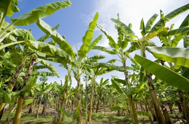 miniaturka konspektu Wokół realizmu magicznego – "Sto lat samotności"