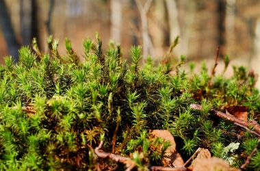 miniaturka konspektu Z perspektywy łąki… – o poezji Leśmiana