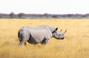 miniaturka konspektu "Kto z was chciałby rozweselić pechowego nosorożca?" – o szukaniu wyjątkowości 