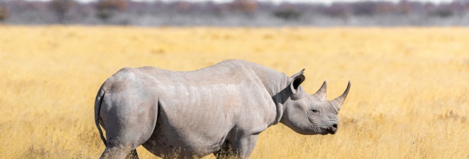 "Kto z was chciałby rozweselić pechowego nosorożca?" – o szukaniu wyjątkowości