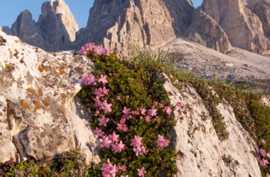 miniaturka konspektu "Bracia Lwie Serce" - scenariusz lekcji jako przykład wprowadzenia do lektury