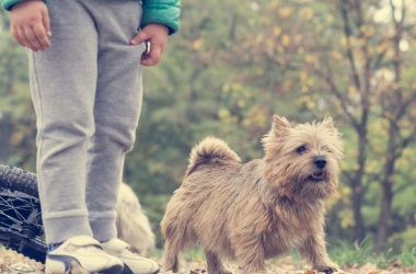 miniaturka konspektu Pies najlepszym przyjacielem człowieka. Na podstawie "O psie, który jeździł koleją"