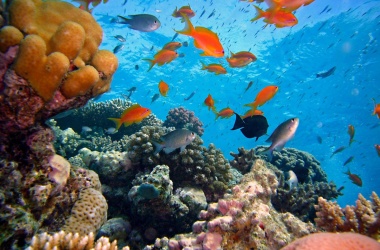 miniaturka konspektu Rafa koralowa – podwodny dom. Ocean i przyroda oceaniczna. 