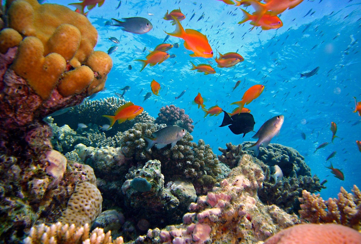 miniaturka konspektu Rafa koralowa – podwodny dom. Ocean i przyroda oceaniczna. 