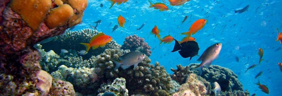 Rafa koralowa – podwodny dom. Ocean i przyroda oceaniczna.