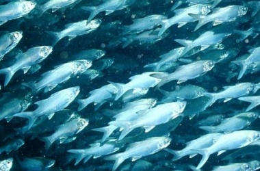 miniaturka konspektu Zgłębiamy głębię – działania ruchowe inspirowane "Małą syrenką" H. Ch. Andersena